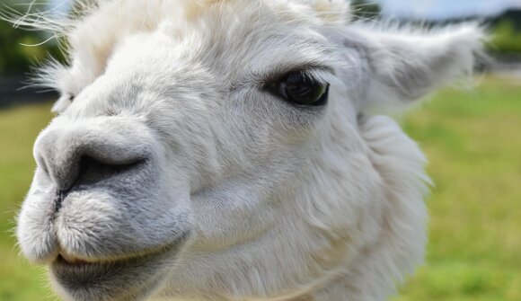 Die ganze Wolle der Welt