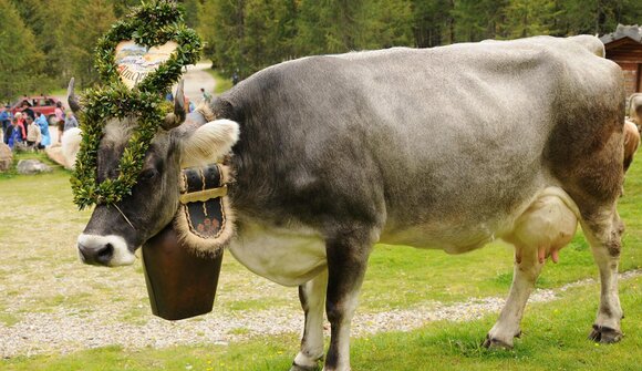 Almabtrieb von der Mariolberg Alm