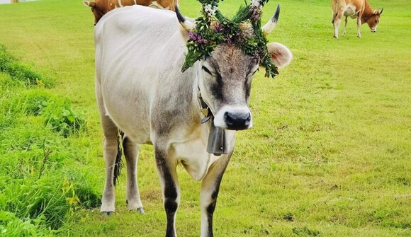 Driving down of cattle in Resia