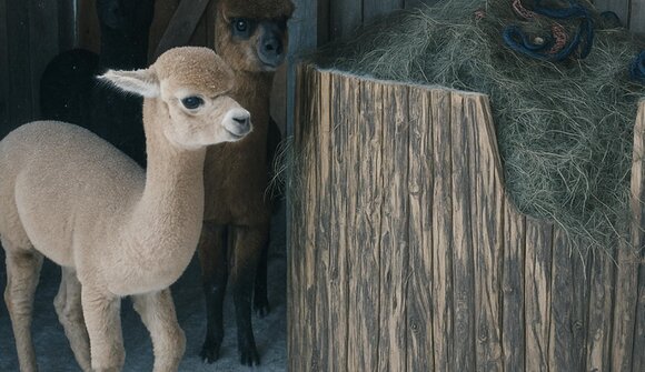 Passeggiata con gli alpaca