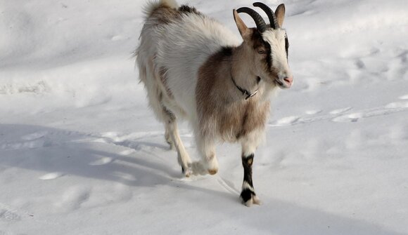 Mit der Ziege durchs Tal