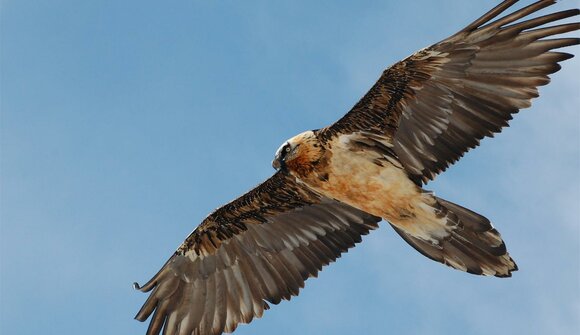 The Bearded Vulture Learns to Fly