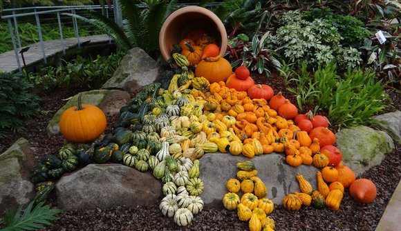 Kürbiszauber in der Orchideenwelt