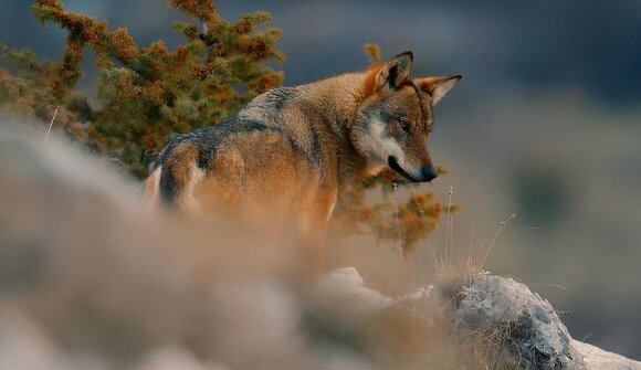 Film: "The Wolf Within"