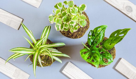 Laboratorio di Kokedama