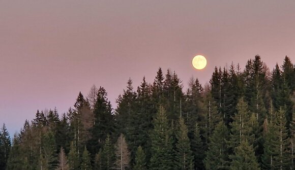 Under the magic of the moonlight