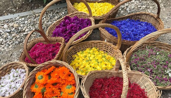 The joy of herbs – workshop with Tamara