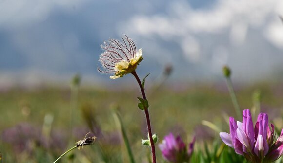 Gentian and alpine herbs