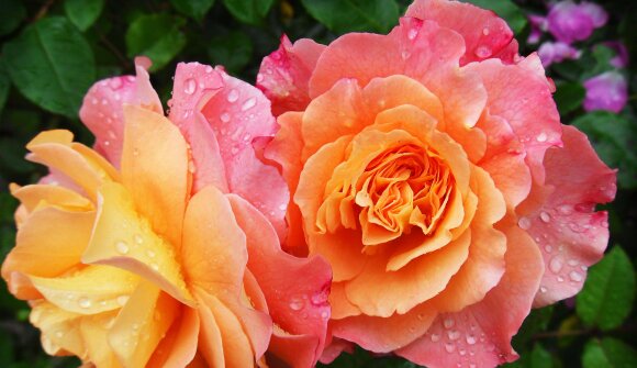 Muttertagsfest in Montan