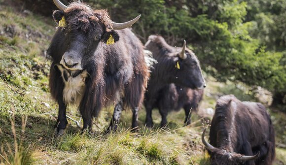 Foraggiamento degli yak