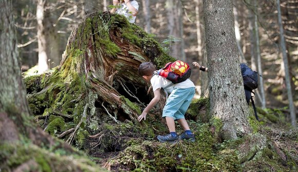 Missione Avventura nel bosco