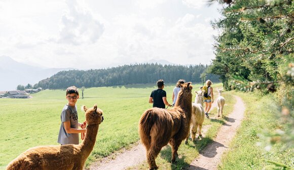 Alpaka- und Lamawanderung