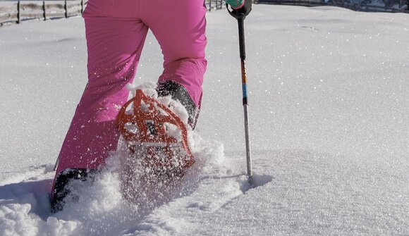 Ciaspolata: Malga Frommer: foresta Nigra