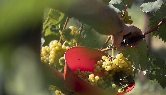 Viaggio enologico AMISTAR - Peter Sölva