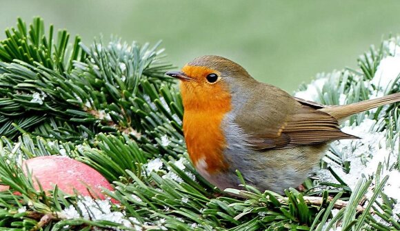 Wir basteln einen Vogelfutterring