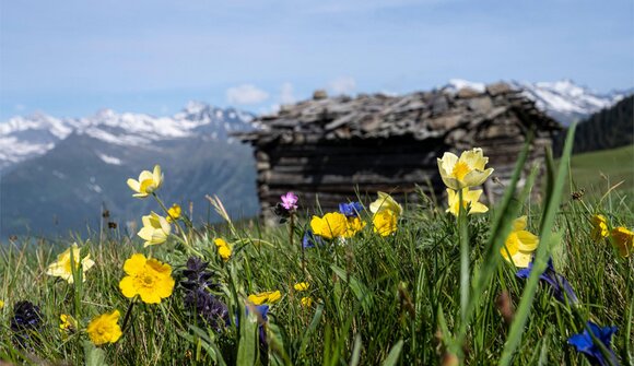 Almwanderung im Hirzergebiet