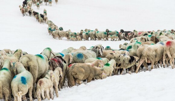 Transumanza delle pecore Val Senales