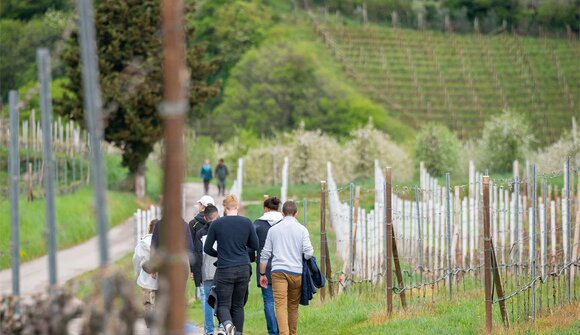 Führungen im Weinberg