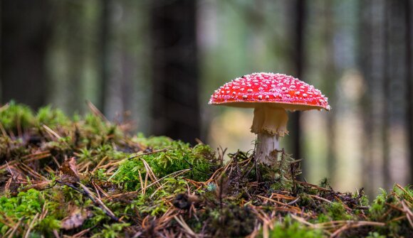 Buoni e cattivi - funghi