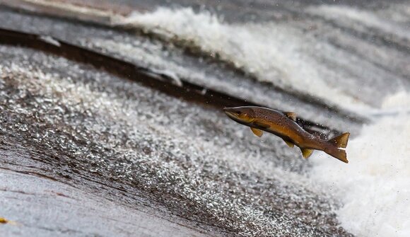 Herbstfest des Fischervereins Gröden