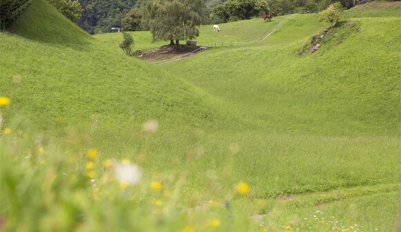 Naturbeglückt durch Waldesstille
