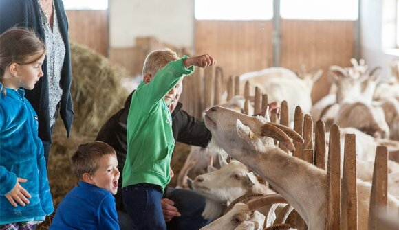 Experience farm life: "Lechnerhof"