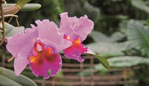 Prodotti artigianali dell'Alto Adige