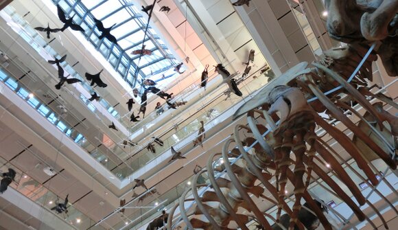 MUSE - Incontri al museo