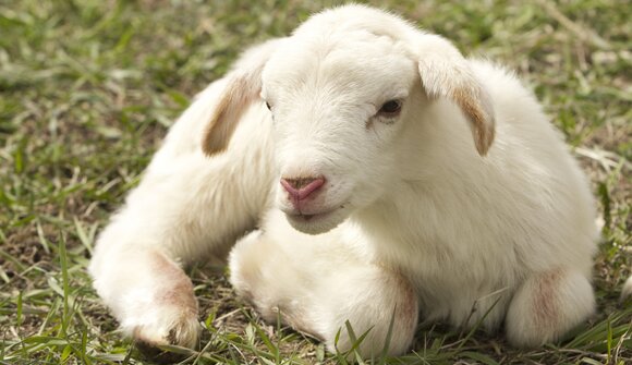 Gemeinsame Tierschau in Jenesien