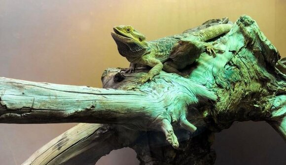 Eventi: Lizard's shooting