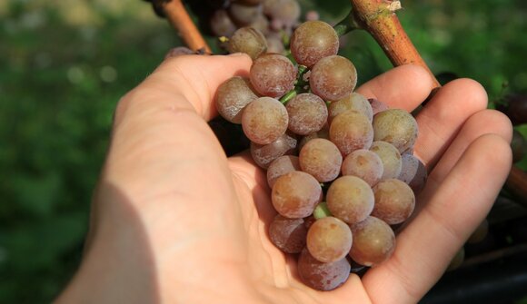 Festival of the Gewürztraminer