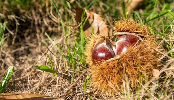 Chestnut month October - Frühaufhof