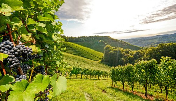 Aufbauseminar 1 - Weinland Italien