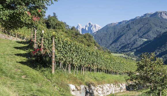 Vivere il vino - Taschlerhof
