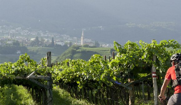 Wein & Rad