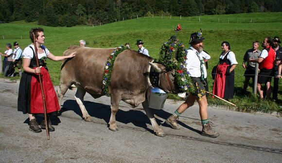 Cattle Drive a Jerzens