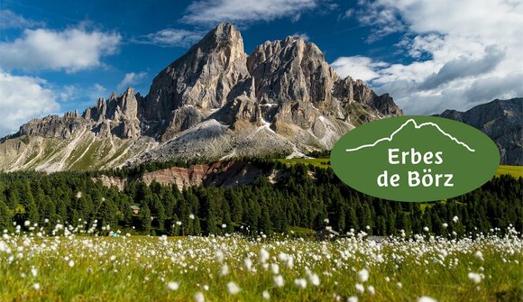 "Erbes de Börz"