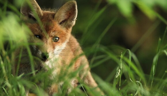 Animali selvatici al crepuscolo