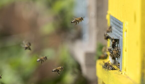 Osservate il lavoro di un apicoltore