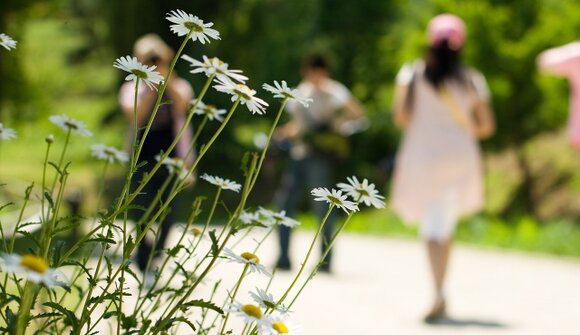 Vivi Tesino: Passeggiate del gusto