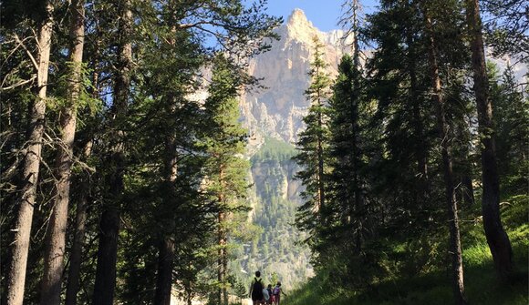 Dive into the woods - Forest bathing