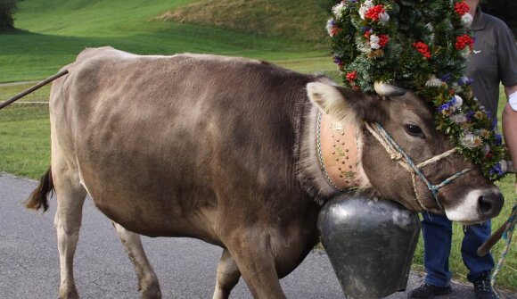 Transumanza a Fiè allo Sciliar