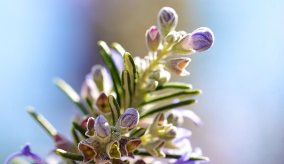 Erbes de Börz: Le erbe in un fascio