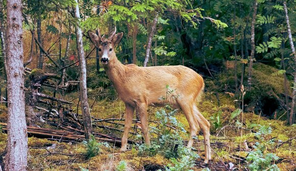 Wildbeobachtung bei Tagesanbruch