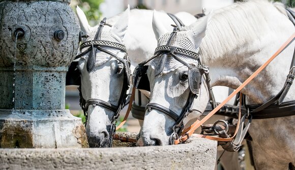 Kutschenfahrt um den See