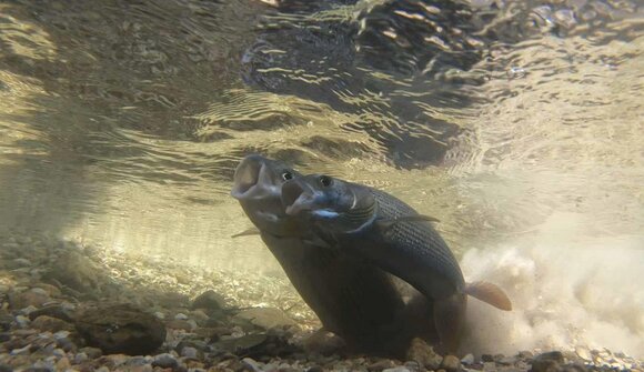 Was Fische wollen