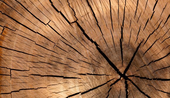 Visita guidata ai tesori del legno