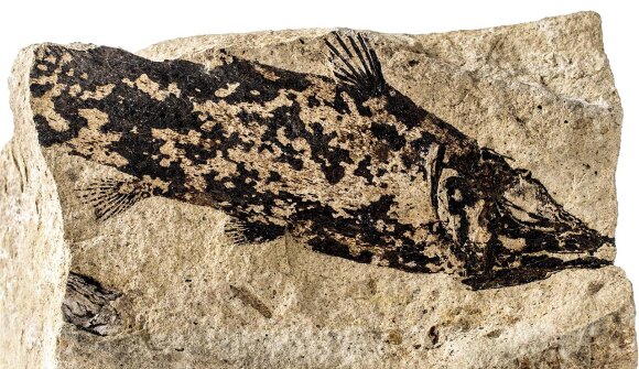 Conferenza di geologia 