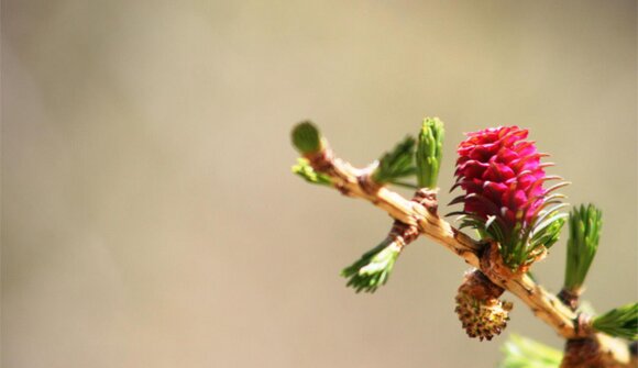 Naturerlebniswanderung - Pfossental