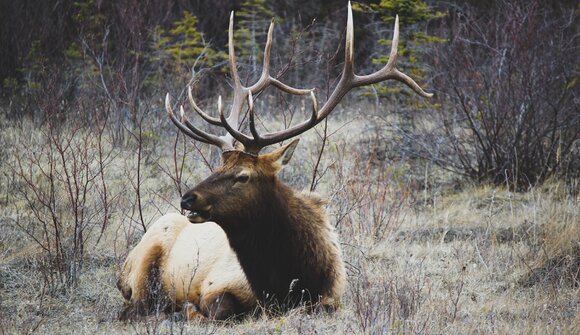 Il bramito del cervo